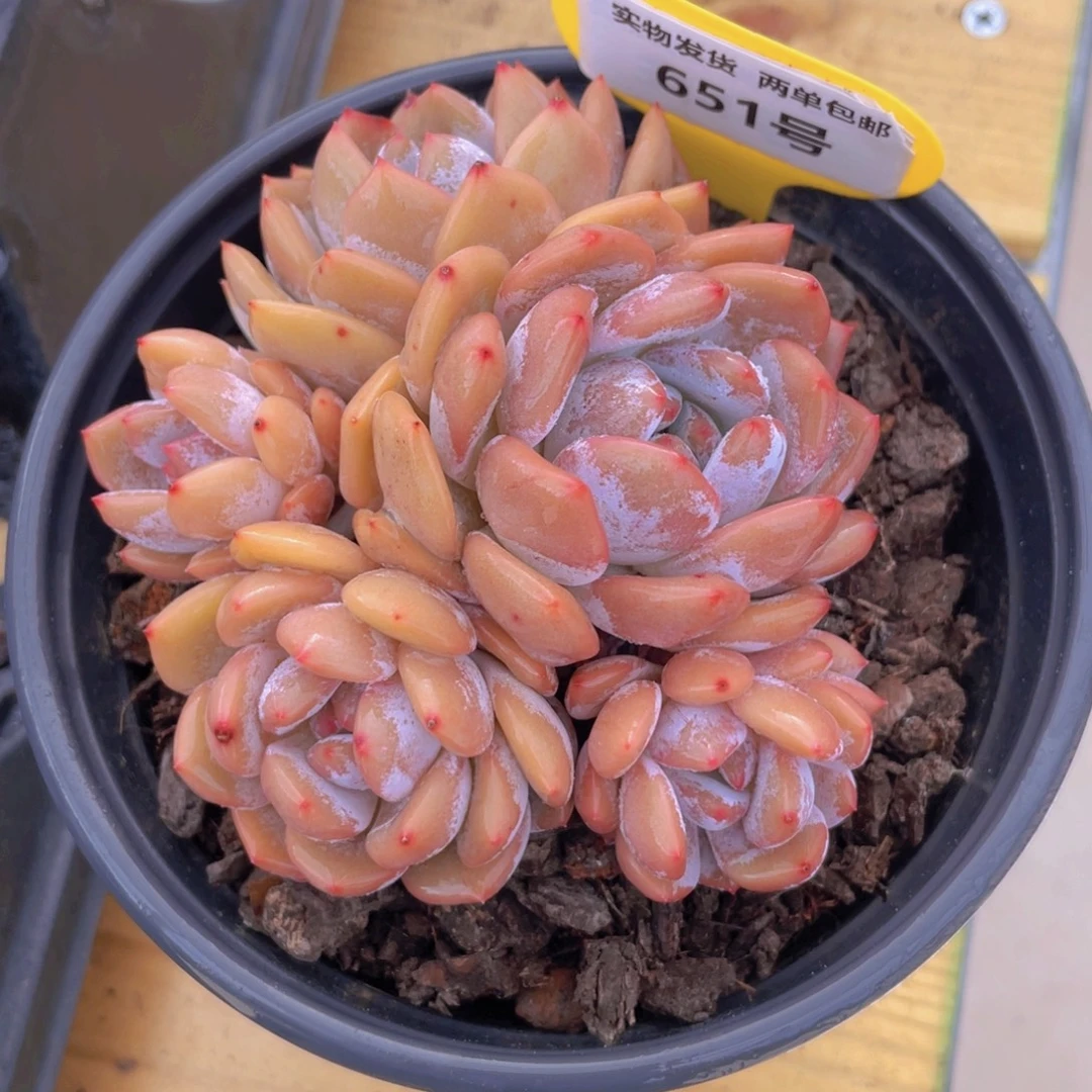 651号 开播福利捧花韩橙多头