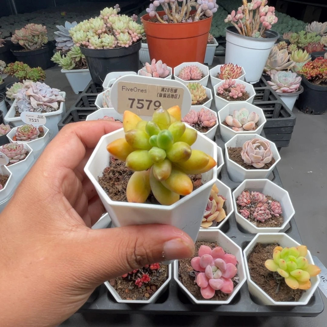 樱****?7579黄香蕉4.5厘米