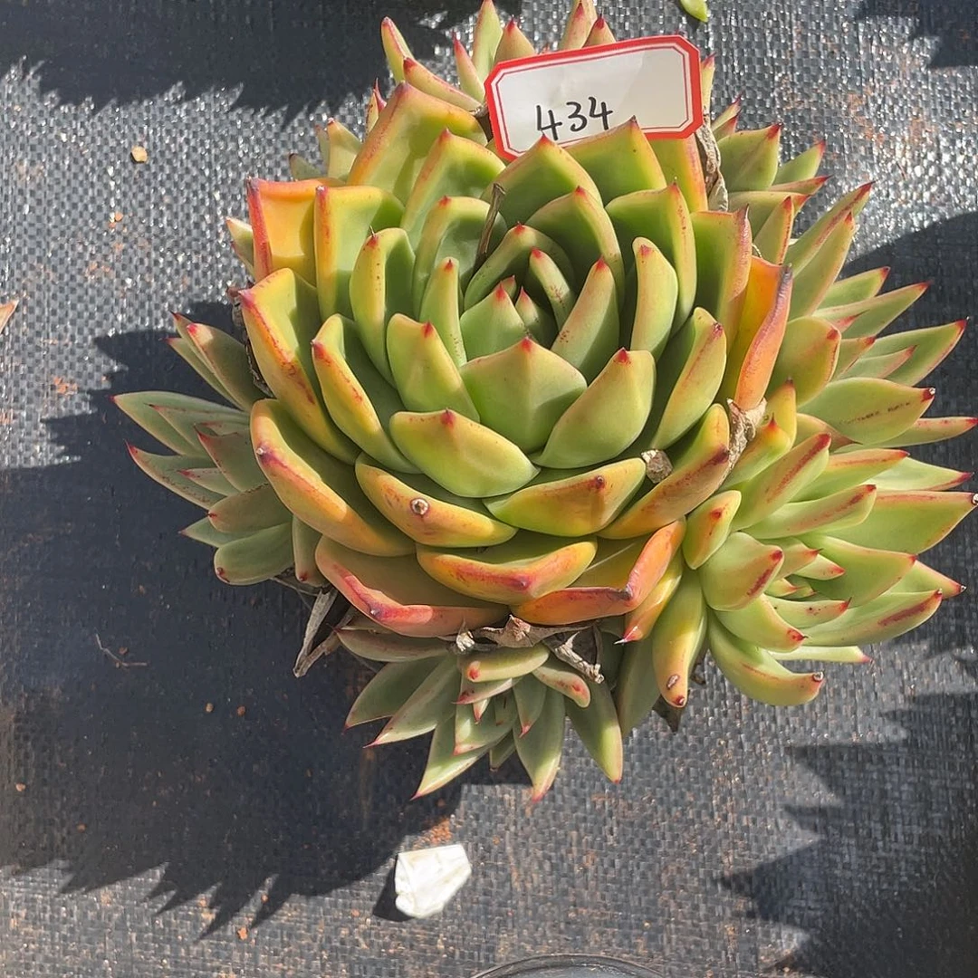 若如多肉东云组拍434