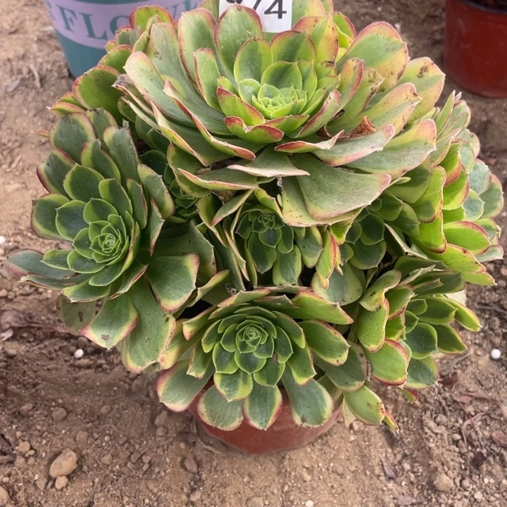 无花朵974多肉植物奶白