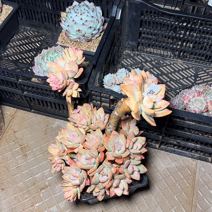 用****0820////////////