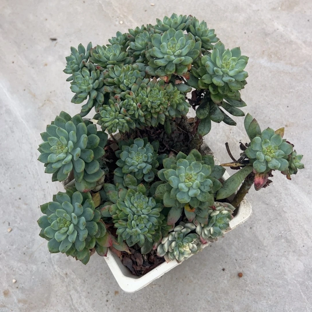 包***抠蓝苹果锦缀化，多肉植物