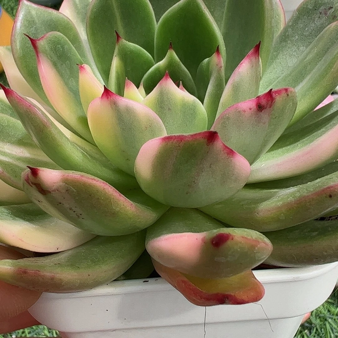 :****生多肉植物多肉植物