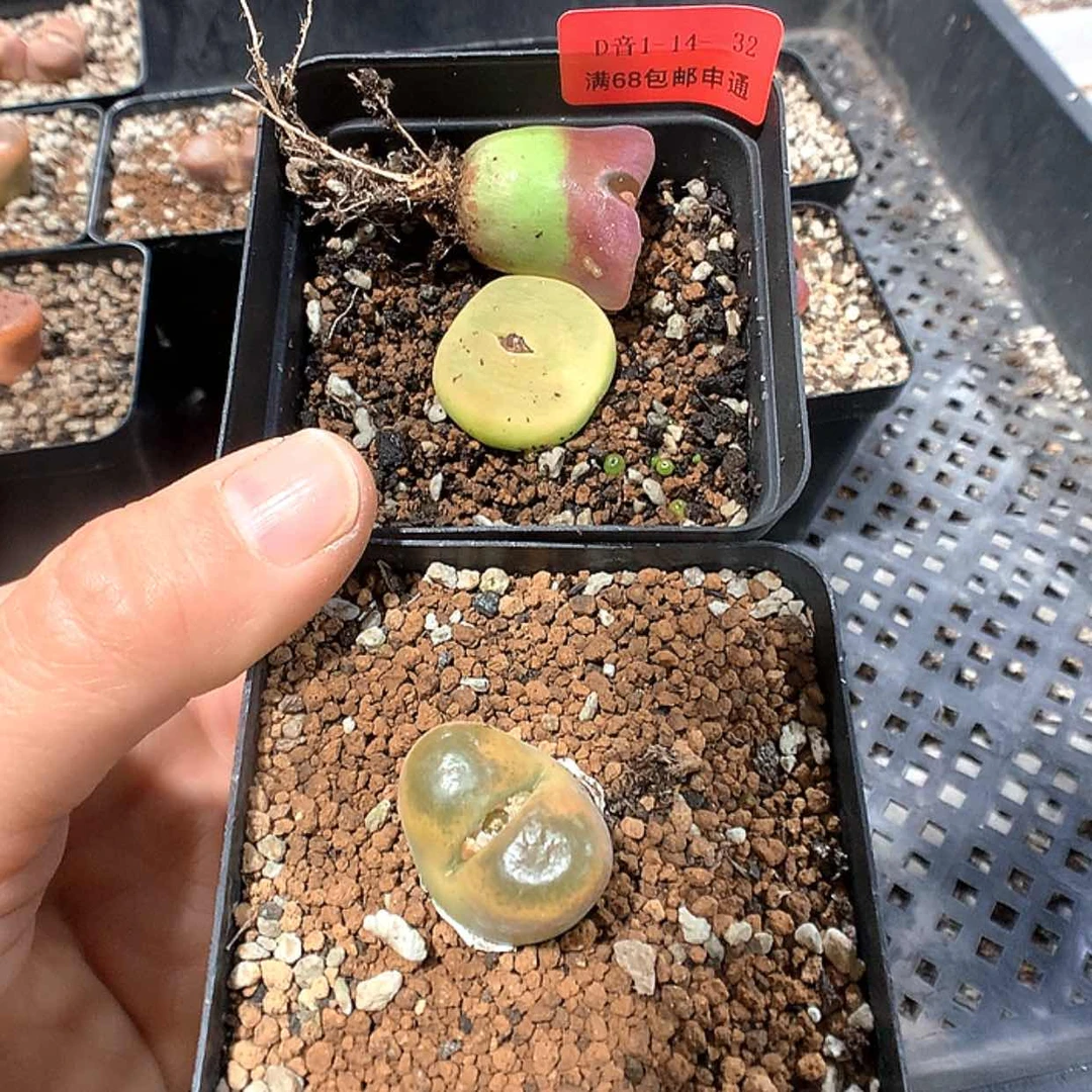 【闪购商品】1-14-32 组合3颗 45一心