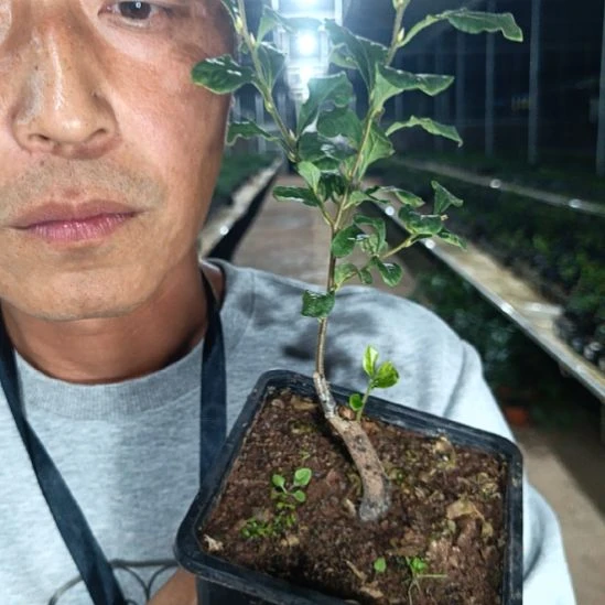 无花朵老鸦梦之拉038