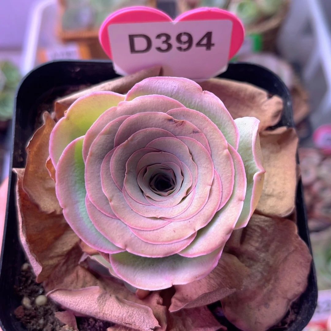 雪霁玫瑰一物一拍D394 裸根发
