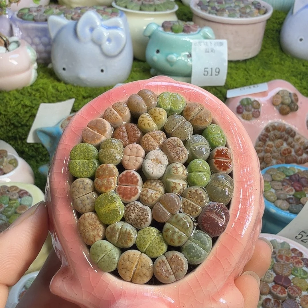 多肉葡萄干和水果553