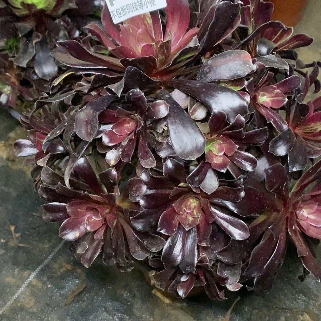 486欧若拉多肉法师