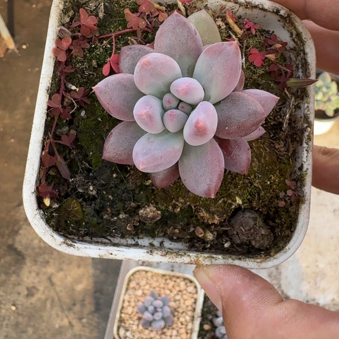 凯普盾 双头 一物一拍