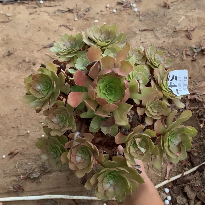 547桃花石手捧1号棚