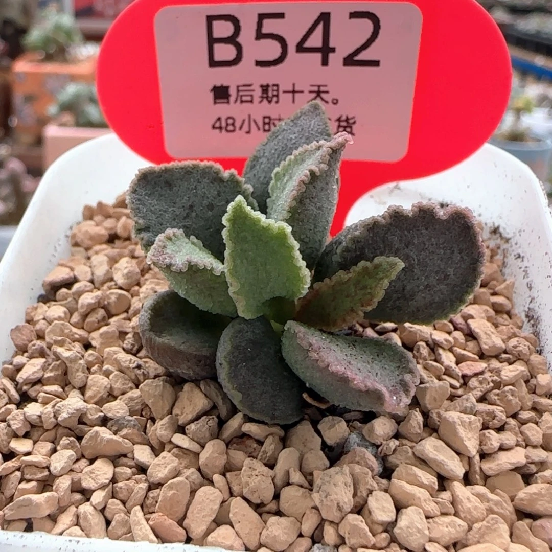 短叶昭君。   542。
