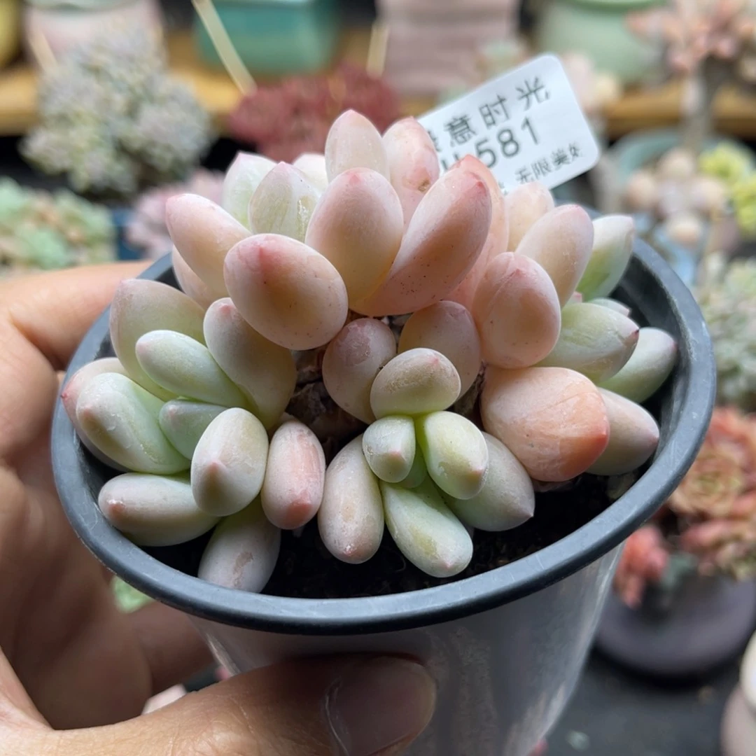 紫*581 带陶瓷盆发货 满28包邮
