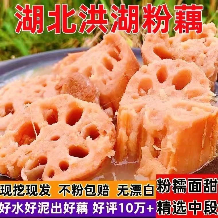 洪湖煲汤粉藕湖北特产面藕糯米藕现挖现发九孔粉藕新鲜蔬菜批发