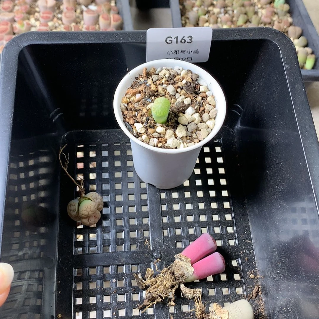 -*G163多肉植物保护研究所
