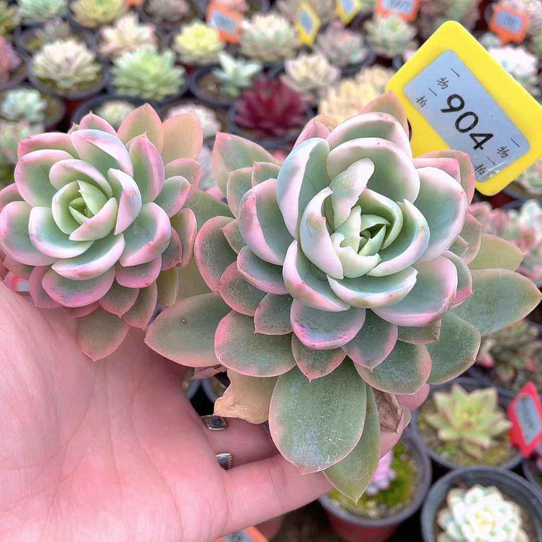 丝绸锦904号多肉植物