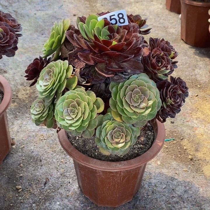 墨*花花公子多肉植物358