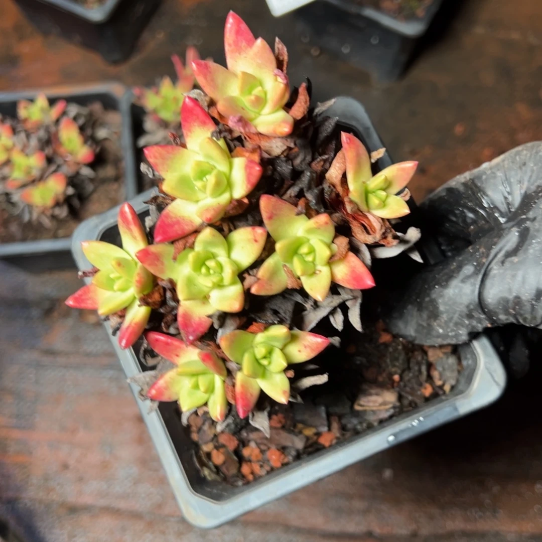 4736八头绿苹果叶哈哈哈哈