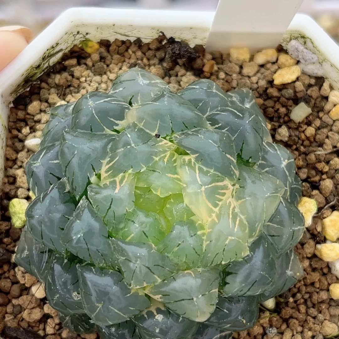 61实生玉露锦十二卷多肉