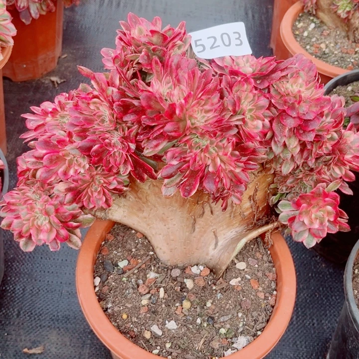 倾城缀特价多肉发货