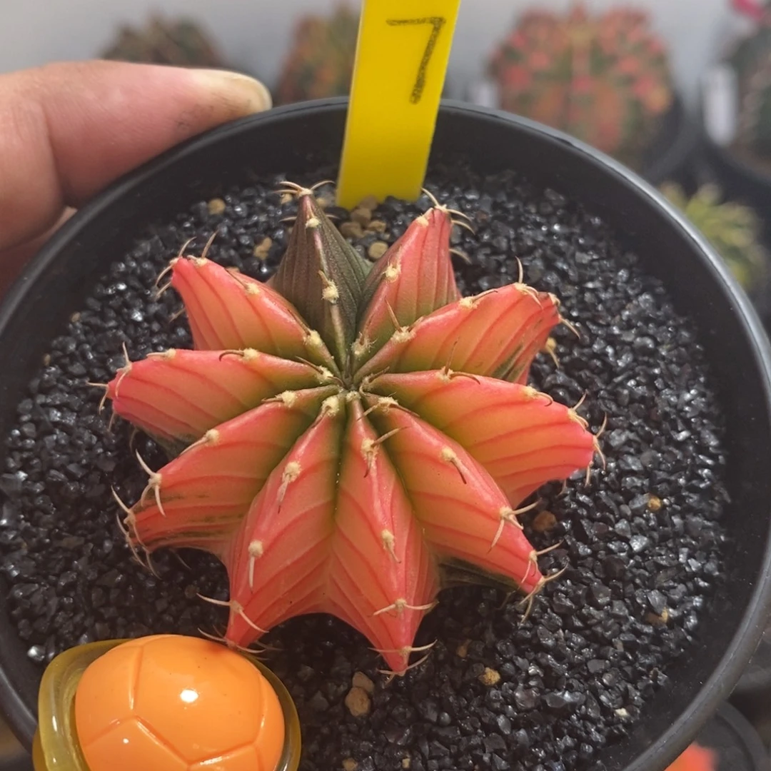 泰系肋骨锦—带盆土发货45