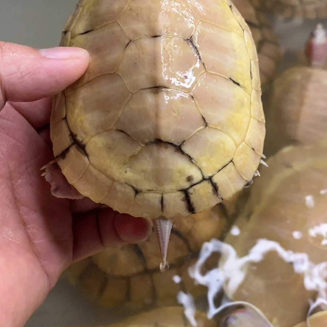 母绿毛龟悖论一个