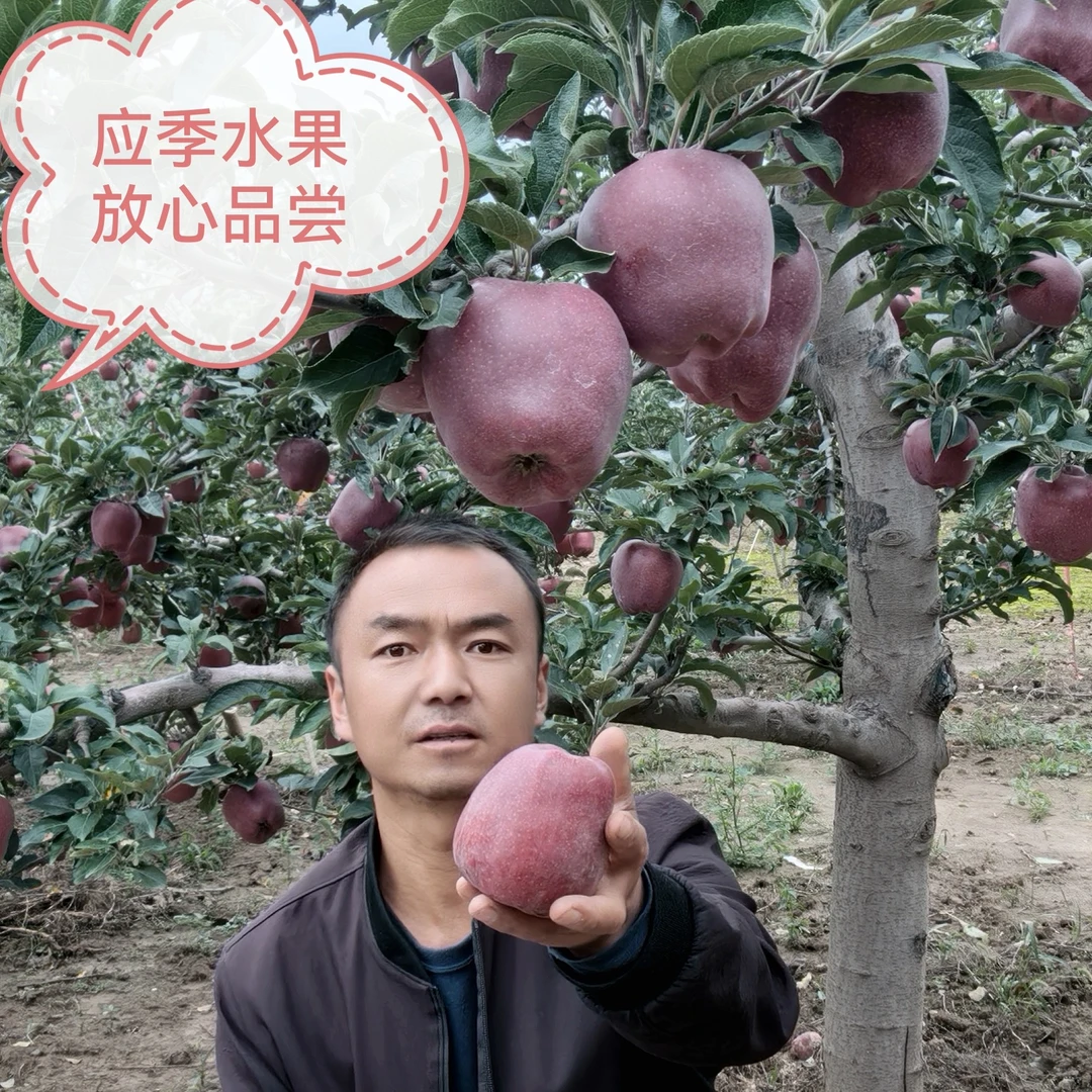 甘肃天水花牛苹果当季新鲜釆摘脆粉两吃