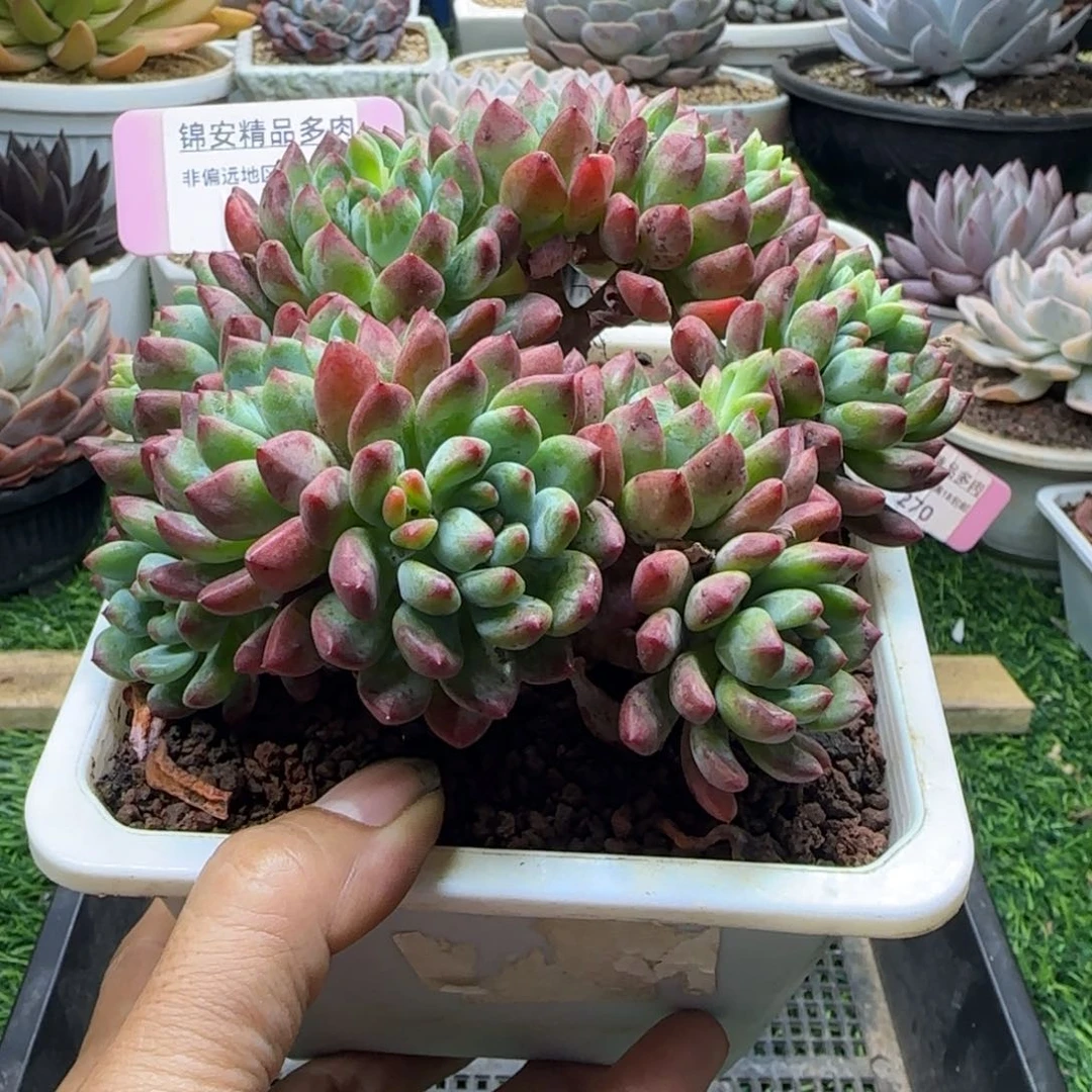 锦安精品多肉植物271
