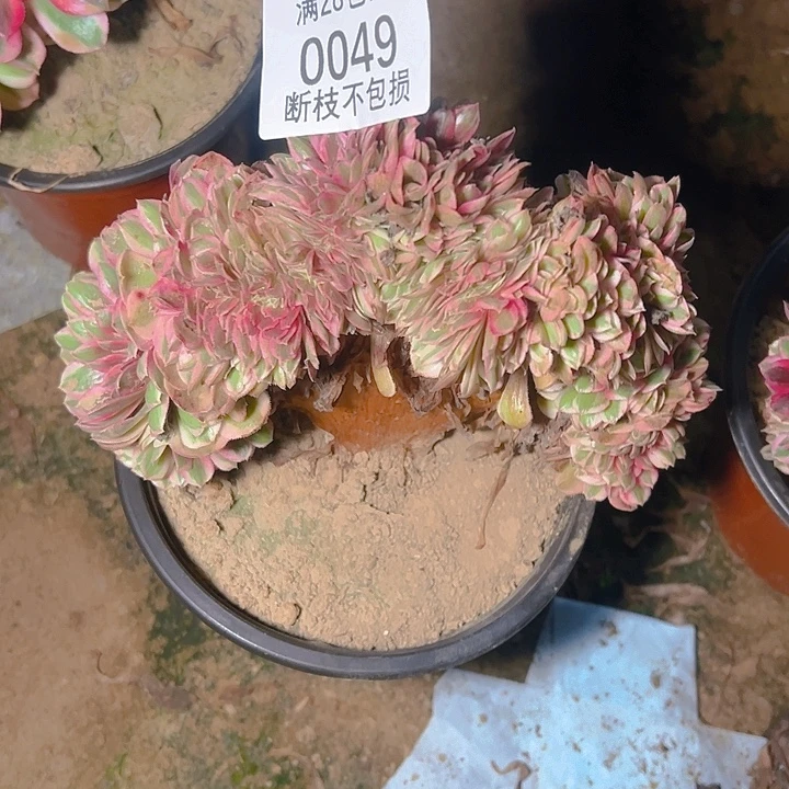 燕***站0049板子有伤倾城缀
