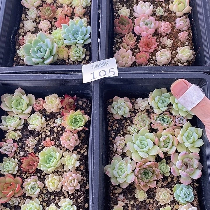 105 多肉植物盆栽花卉