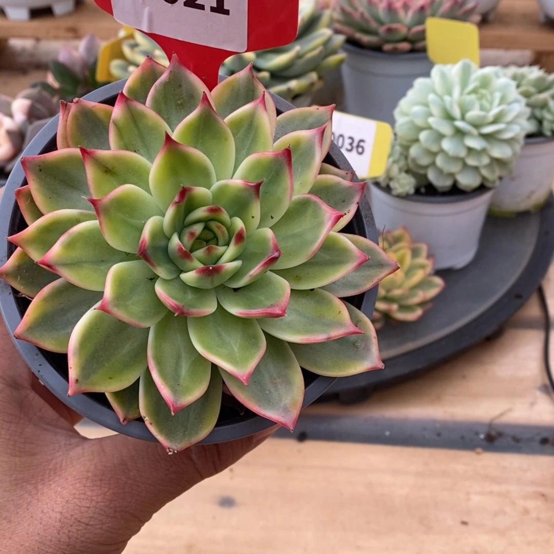 0021桃花哈哈哈哈哈