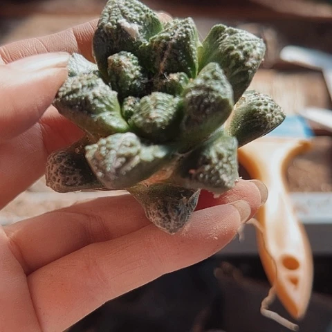 当前无花栽培后可以开花382仙人球