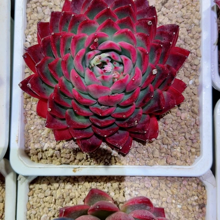 精品多肉植物老桩