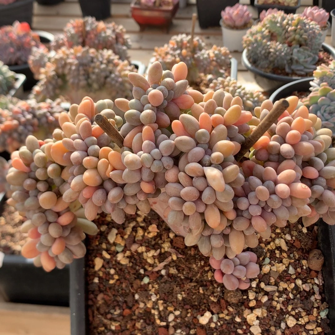 18厘米小树汤圆缀 5861