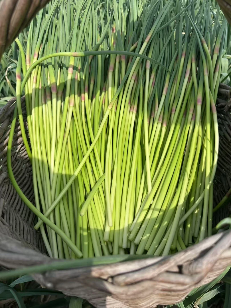 现摘现发新鲜红帽蒜薹，不泡水不打药