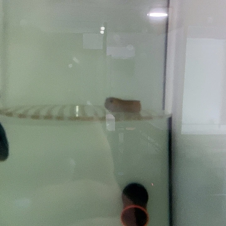 海水鱼东非金见到海水鱼