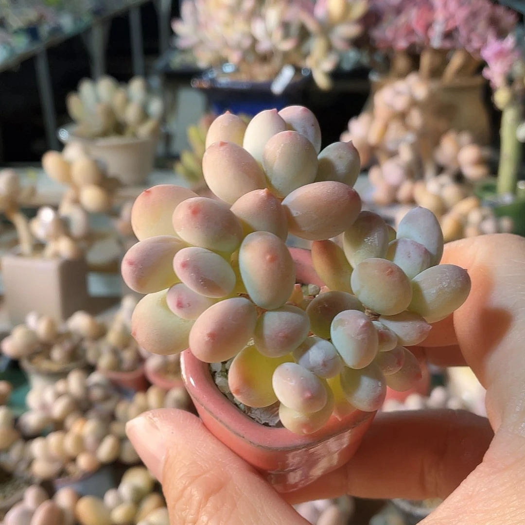 质***言多肉植物的生长发育和生长