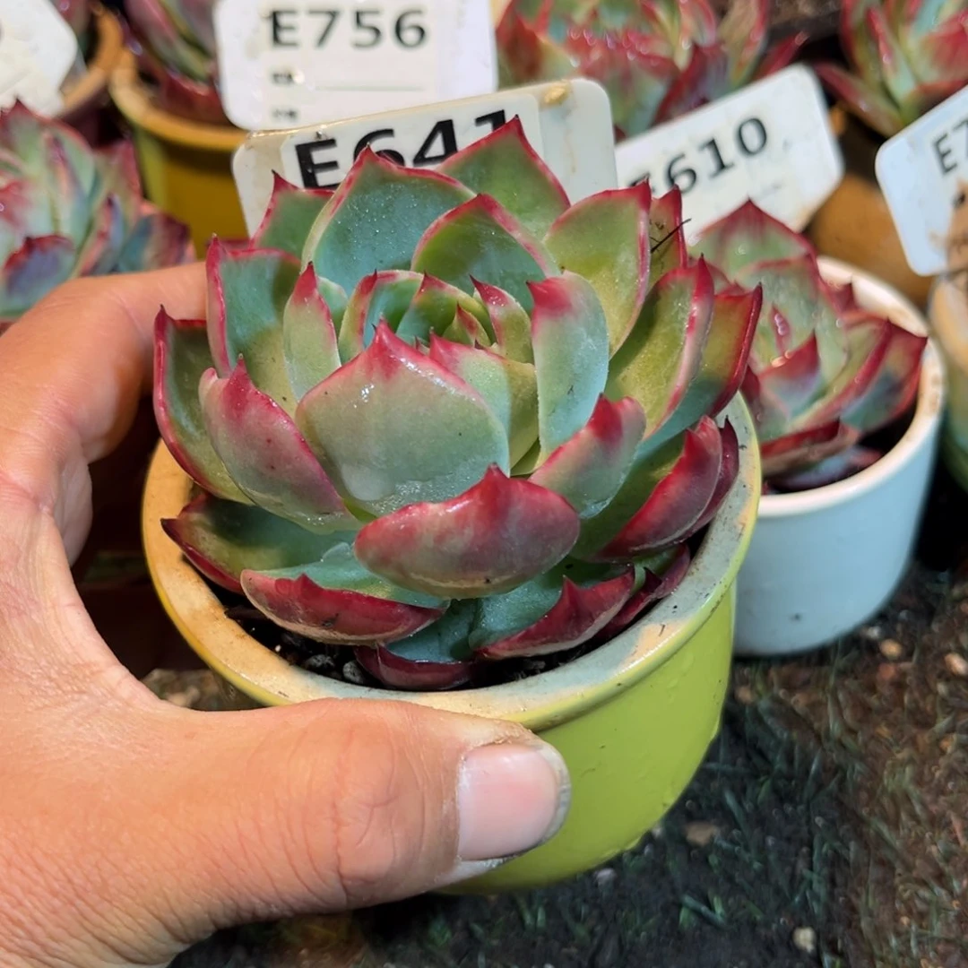 惊鸿一瞥641号多肉植物