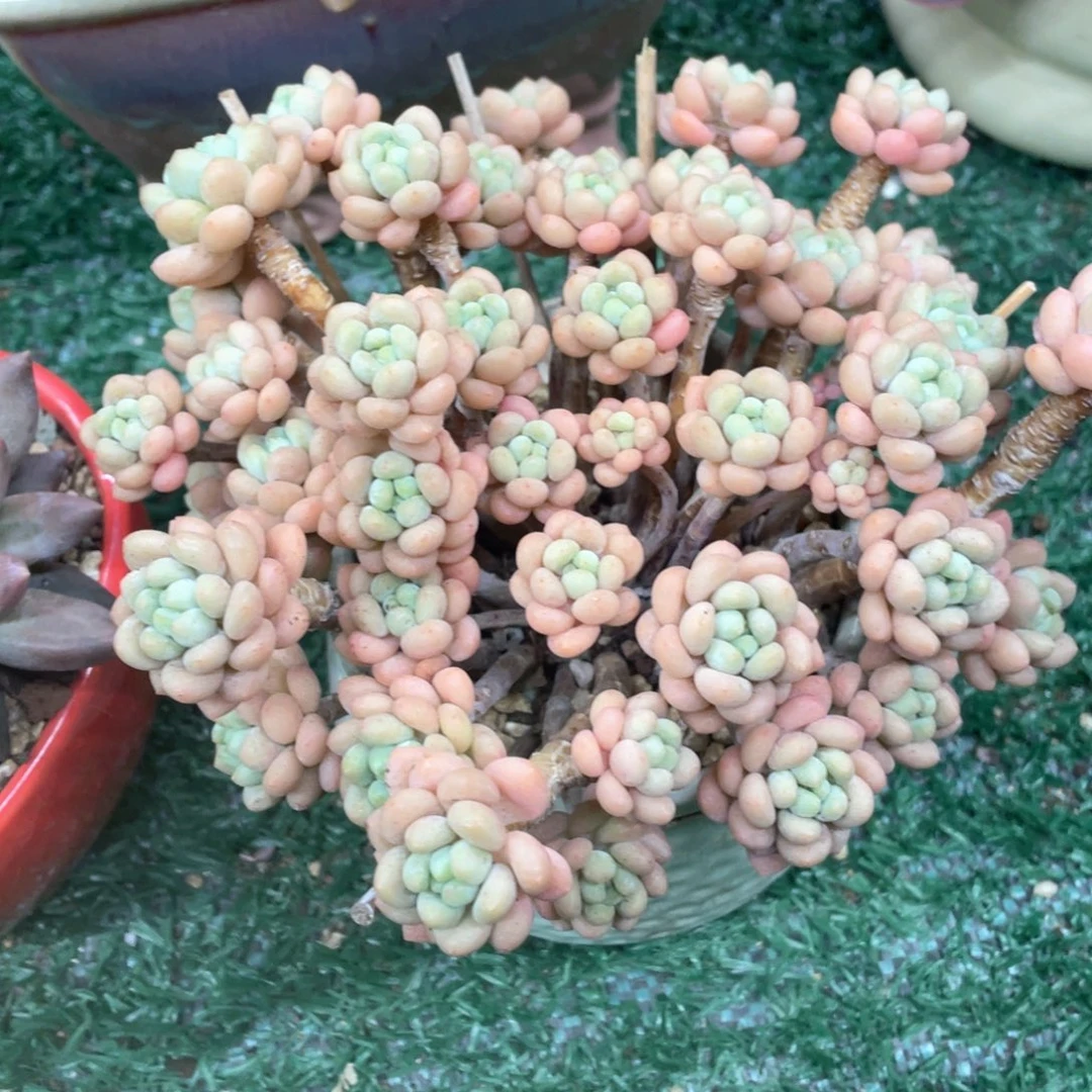 星***达芙妮一物一拍28包邮非偏远
