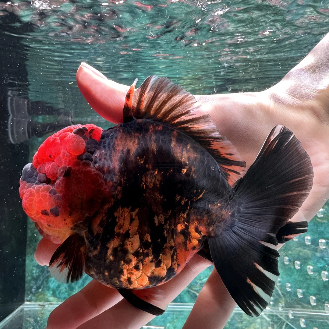 短尾将军 完整开箱视频售后（顺丰包邮包损）