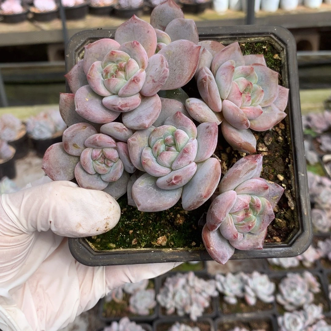 无花朵哈哈哈哈哈哈哈哈