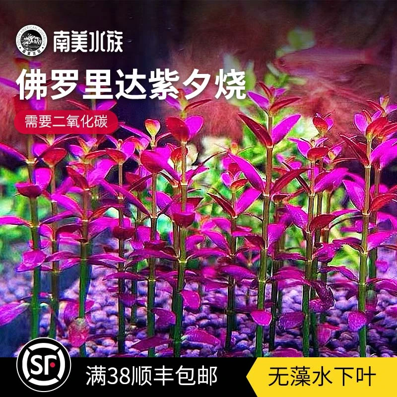 紫夕烧佛罗里达水草水下叶荷兰景血红宫廷南美小圆叶鱼缸造景植物