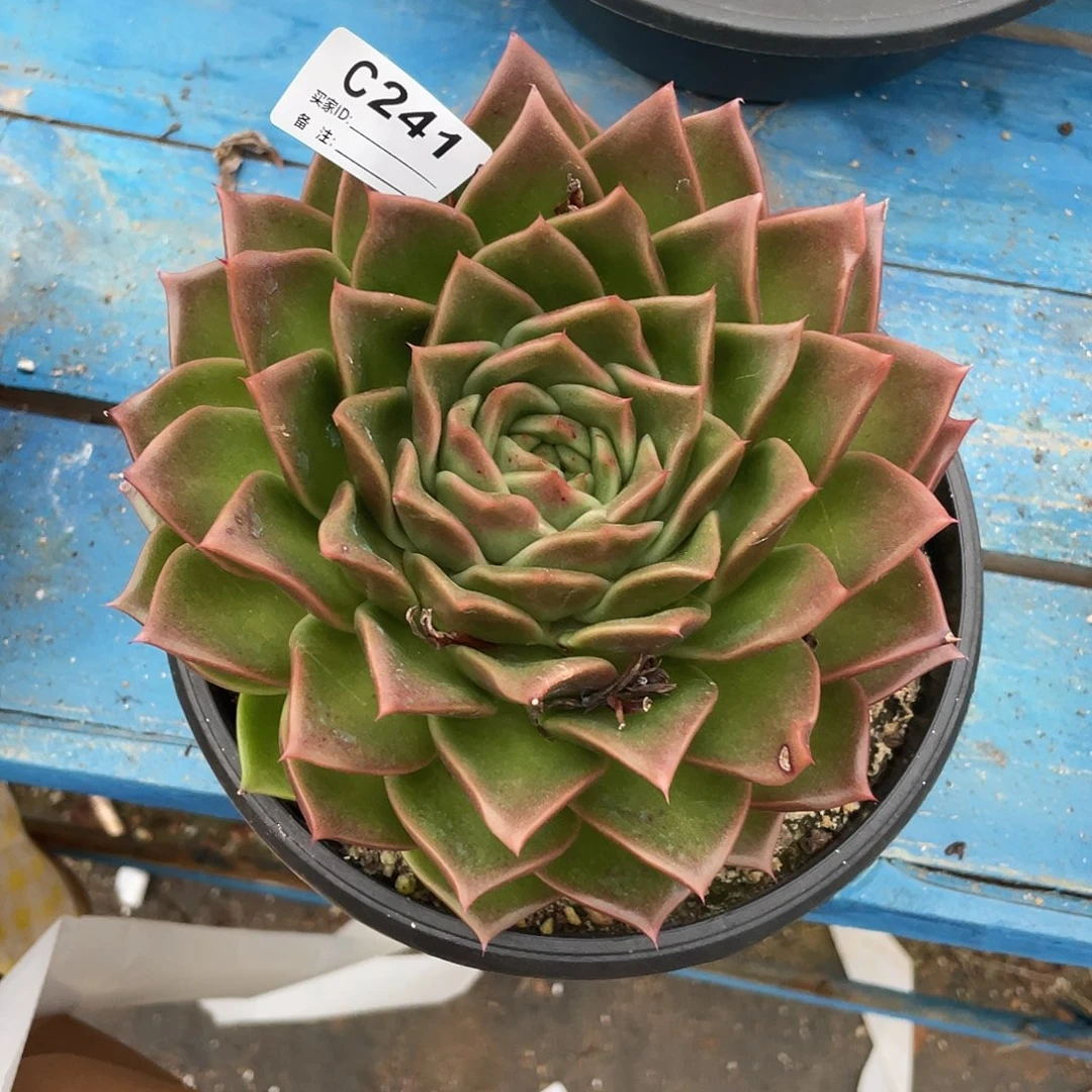 若如东云单拍C241