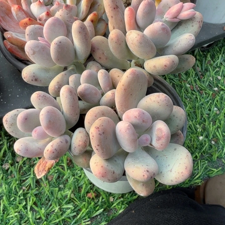 海狸美人五头起。