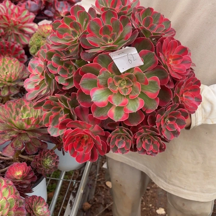 云南粉女郎好看62号