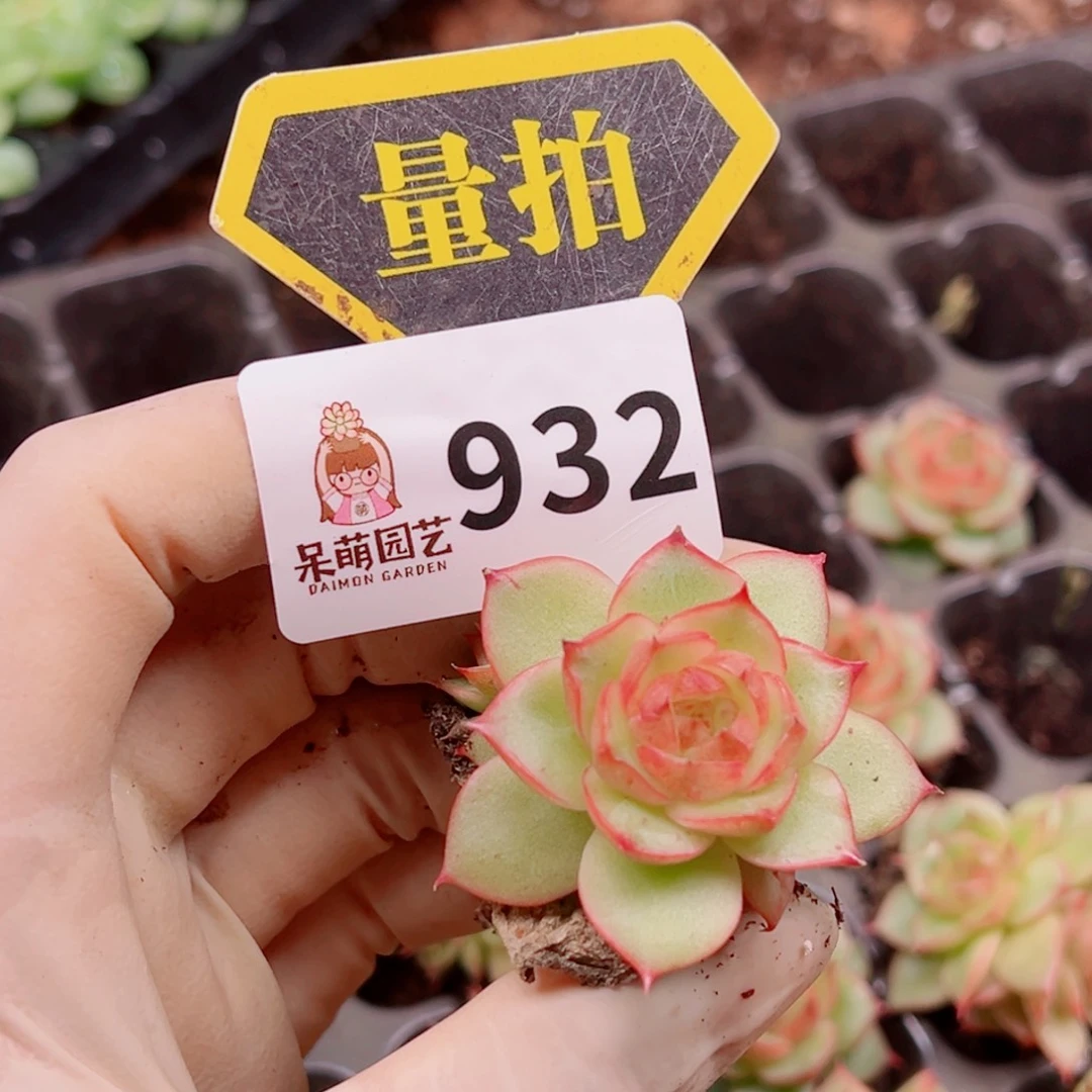 多肉植物多肉植物
