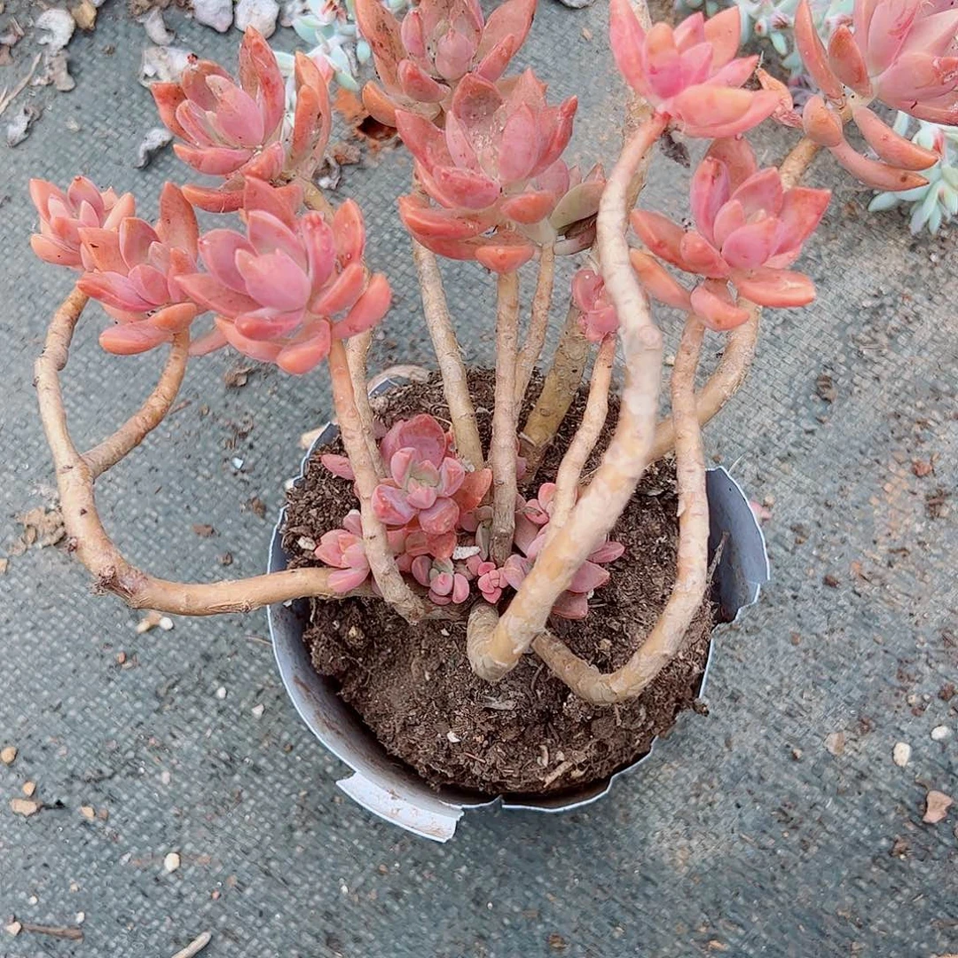 妖***紫布丁老桩，一物一拍
