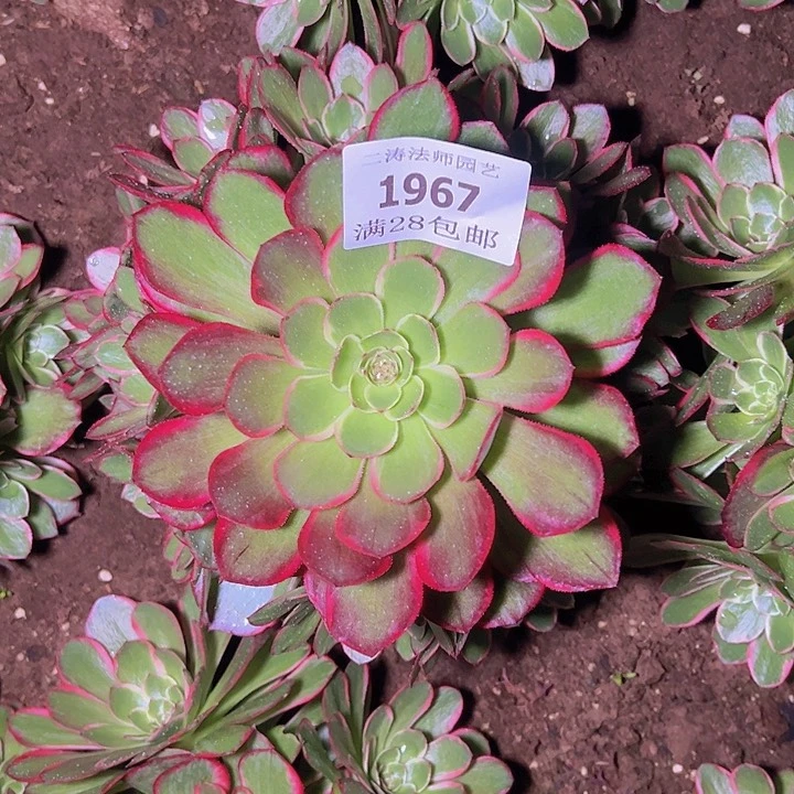 1967夜宴粉花妖多肉植物