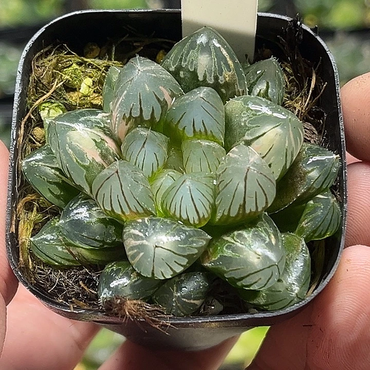 239大窗变异龙爪玉露锦