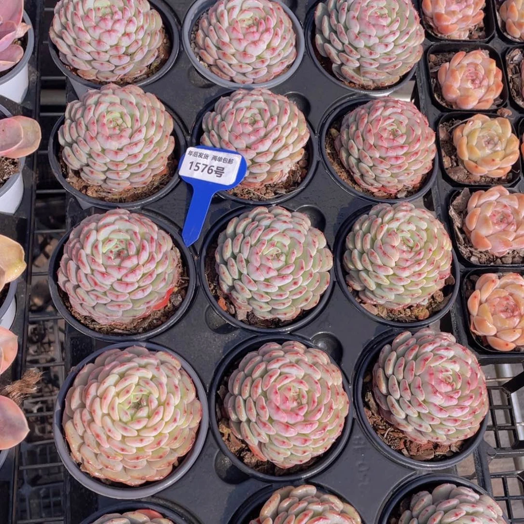 1576号白胖子单头母本一个