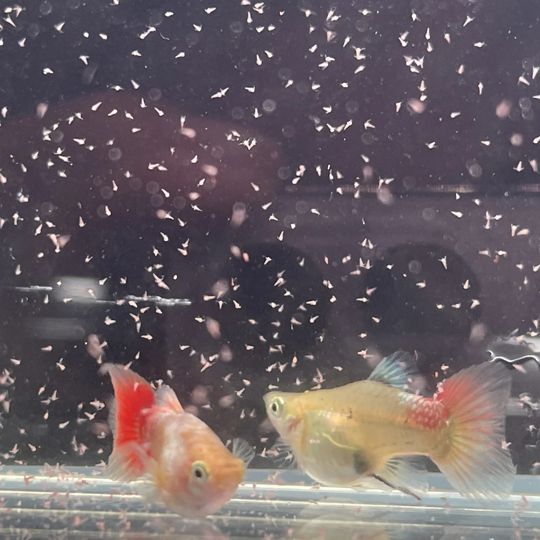 越系圣诞球（偏远不包邮勿拍）